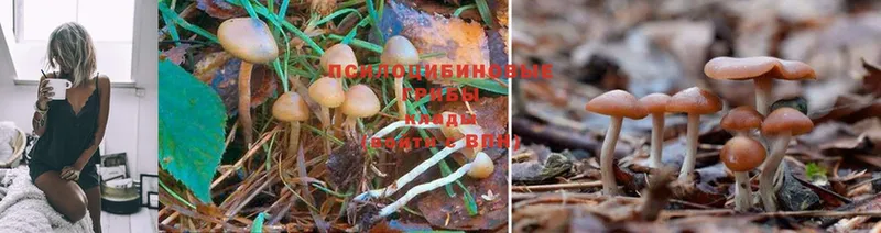 Псилоцибиновые грибы Psilocybine cubensis  купить  сайты  Майский 